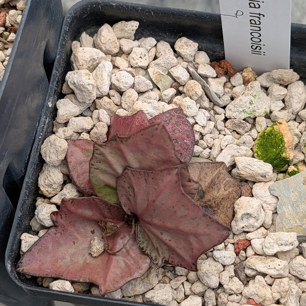 Euphorbia francoisii #9