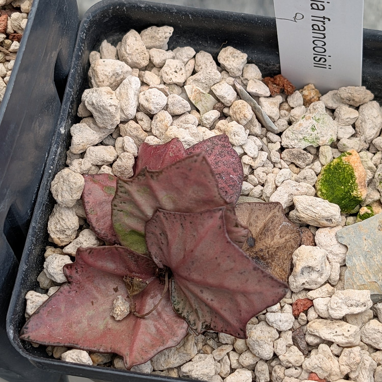 Euphorbia francoisii #9