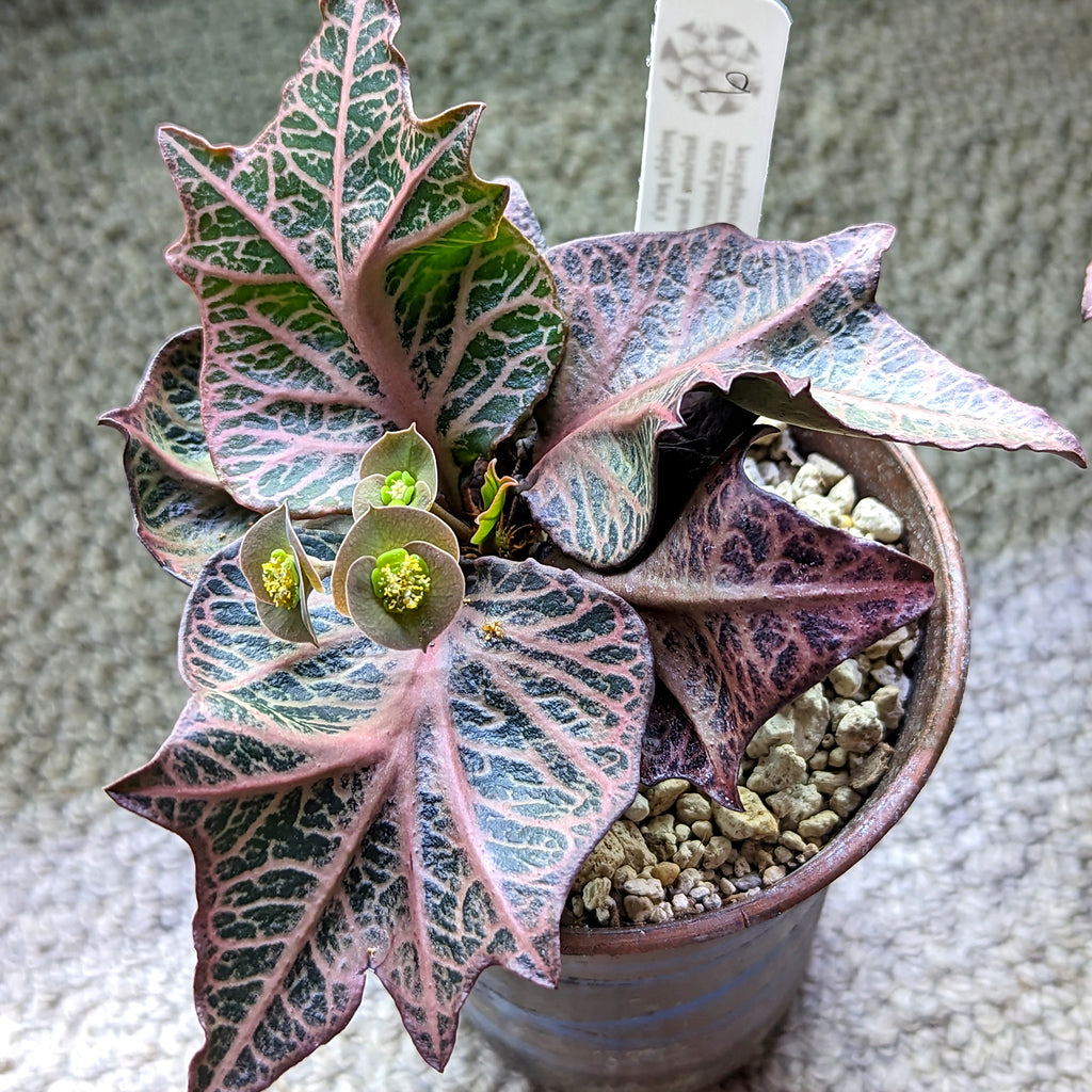 Euphorbia francoisii #9 SOLD OUT