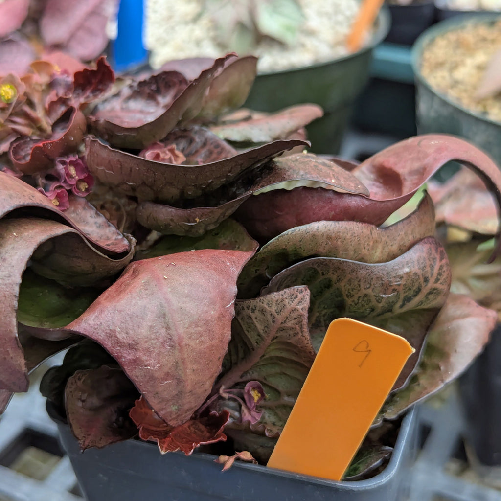 Euphorbia francoisii #9