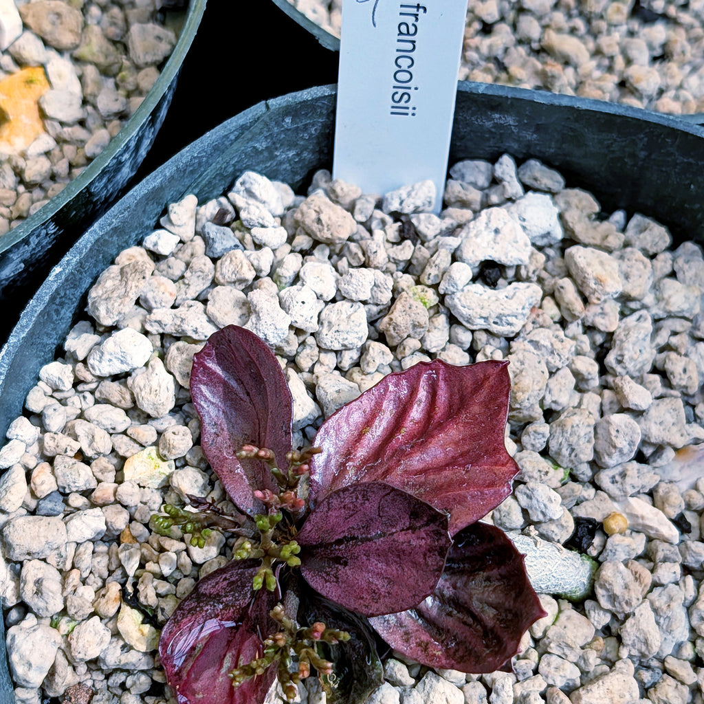 Euphorbia francoisii #9