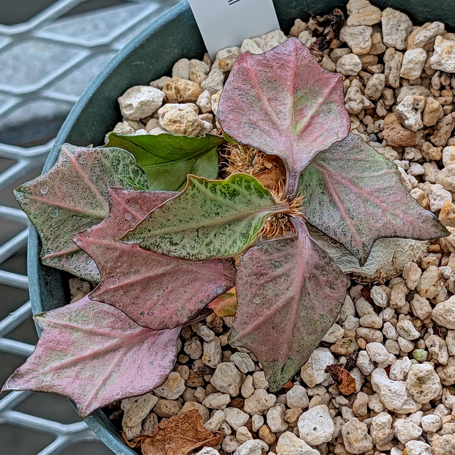 Euphorbia francoisii #9