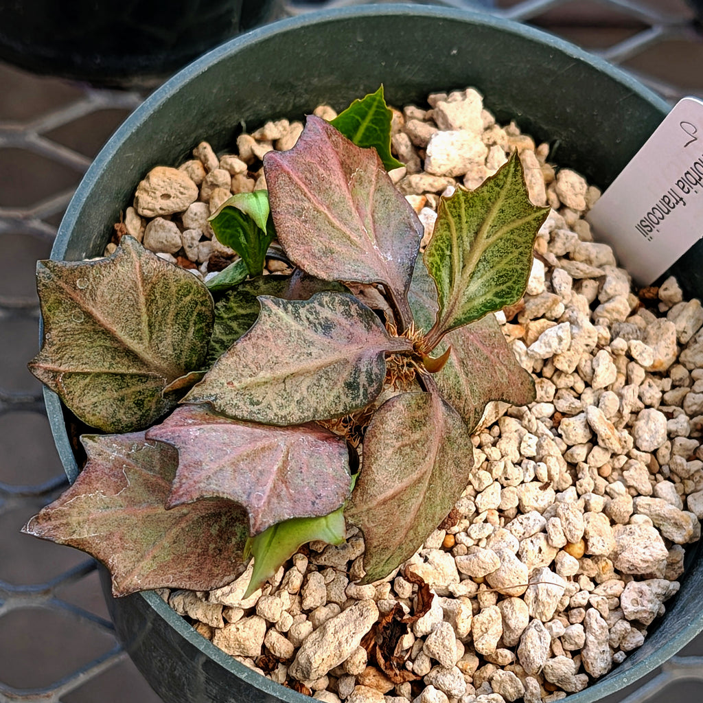 Euphorbia francoisii #9