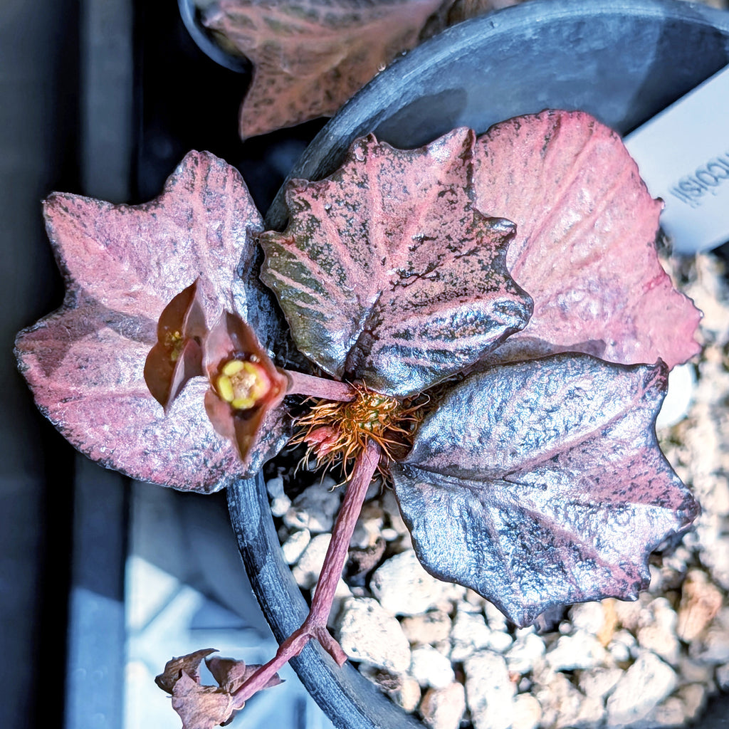 Euphorbia francoisii #92