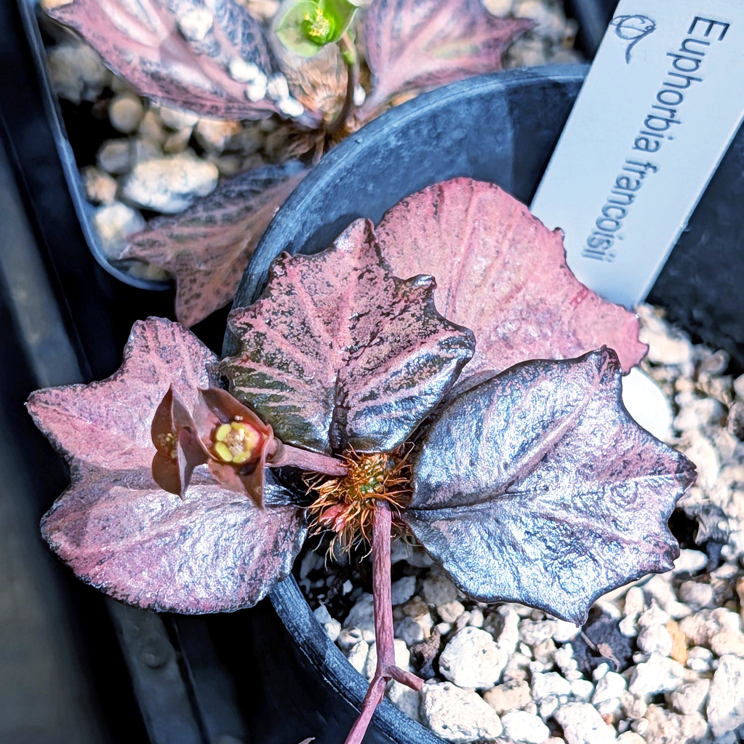 Euphorbia francoisii #92