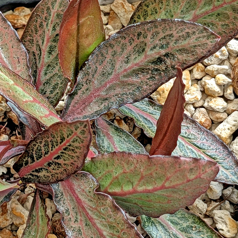 Euphorbia francoisii x cap-saintemariensis  #27