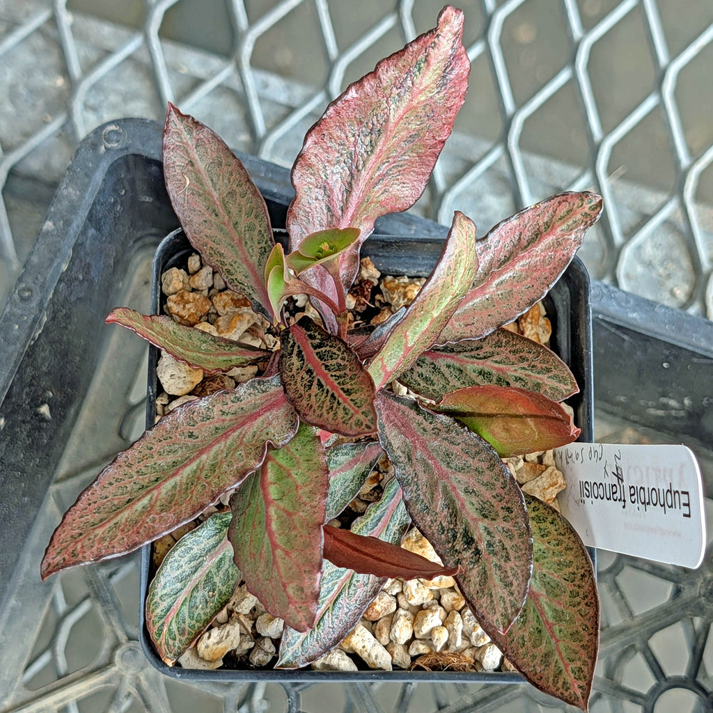 Euphorbia francoisii x cap-saintemariensis  #27
