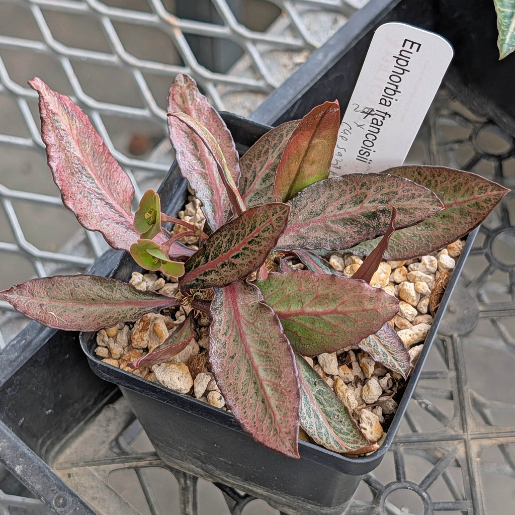 Euphorbia francoisii x cap-saintemariensis  #27