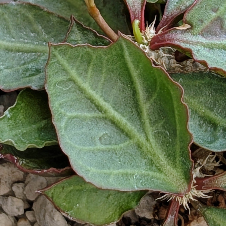 Euphorbia francoisii x cap-saintemariensis  #28