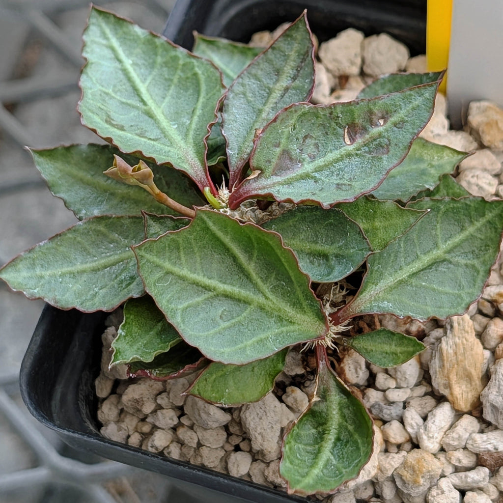 Euphorbia francoisii x cap-saintemariensis  #28