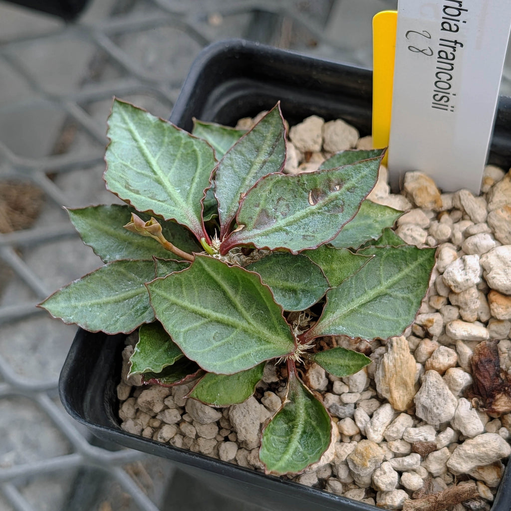 Euphorbia francoisii x cap-saintemariensis  #28