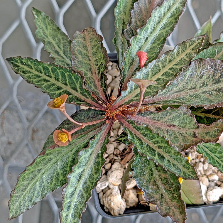 Euphorbia francoisii x cap-saintemariensis  #29