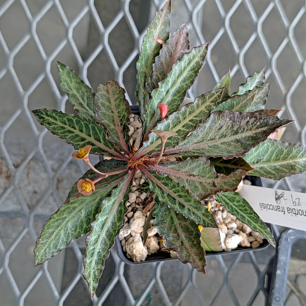 Euphorbia francoisii x cap-saintemariensis  #29