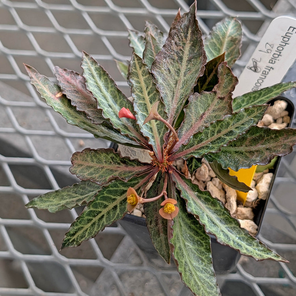 Euphorbia francoisii x cap-saintemariensis  #29