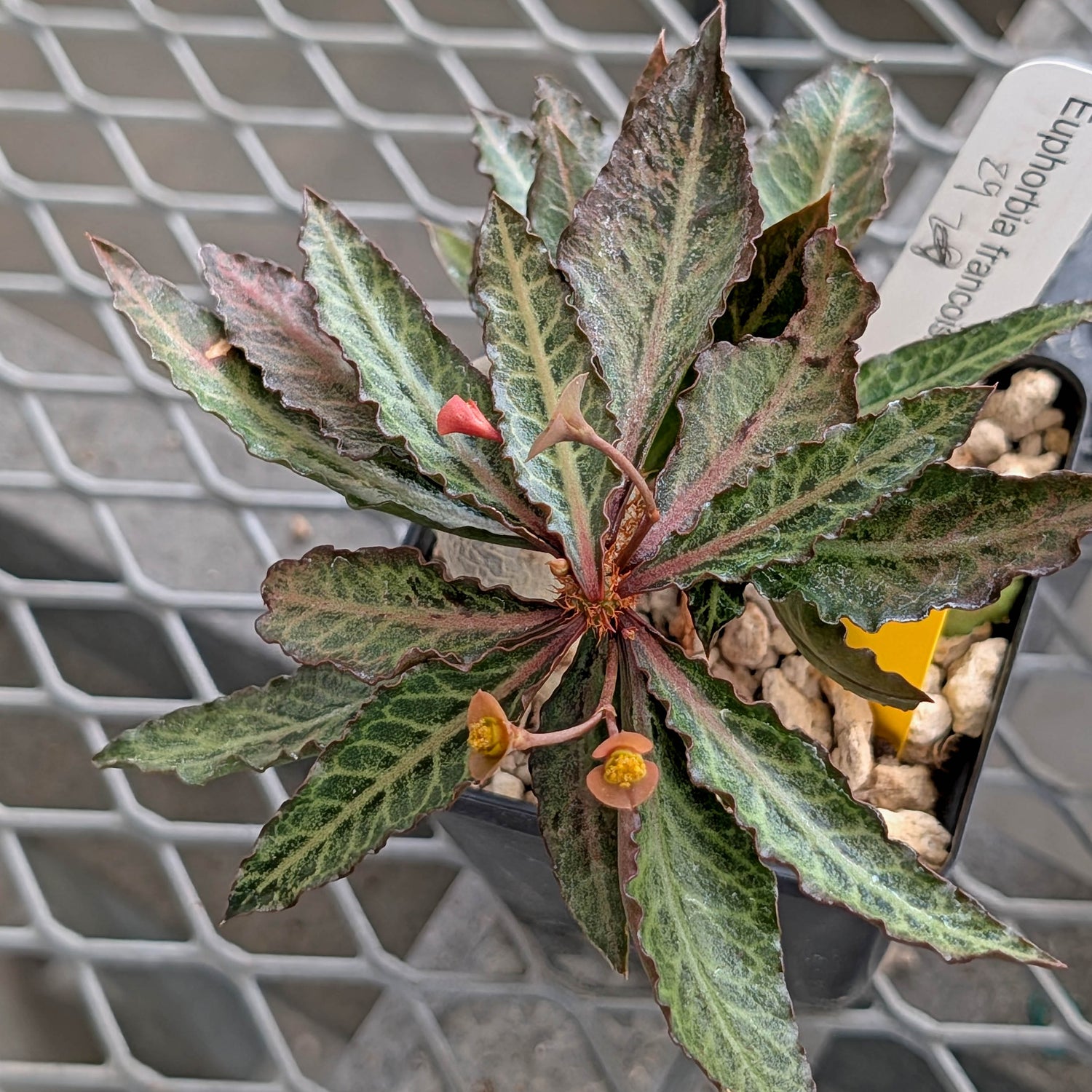 Euphorbia francoisii x cap-saintemariensis  #29