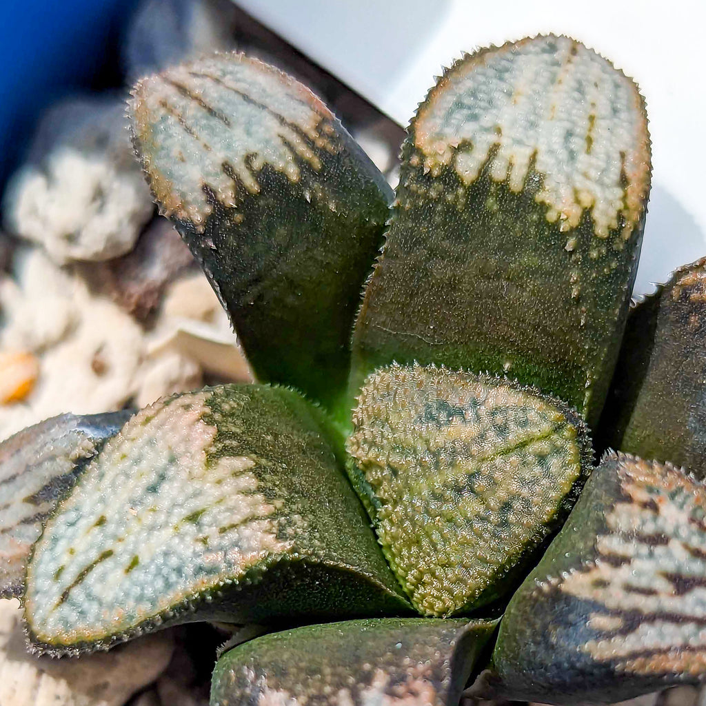 Haworthia groenewaldii hybrid series PP414 #f SOLD OUT