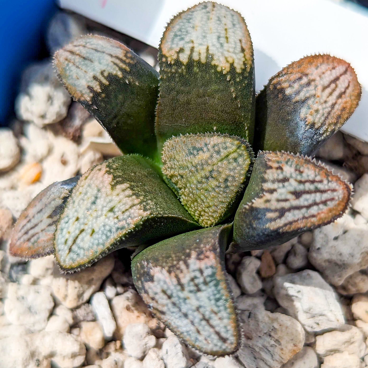Haworthia groenewaldii hybrid series PP414 #f SOLD OUT