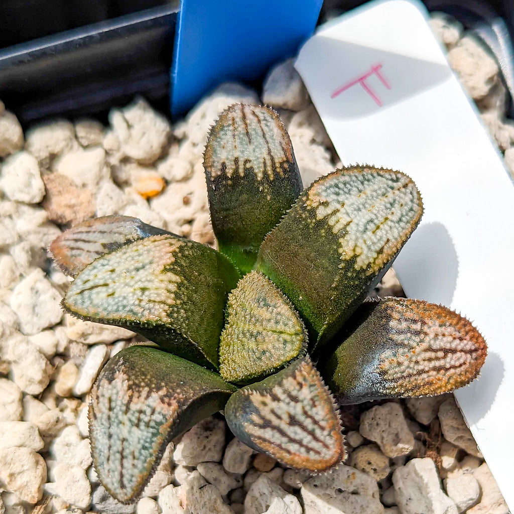 Haworthia groenewaldii hybrid series PP414 #f SOLD OUT