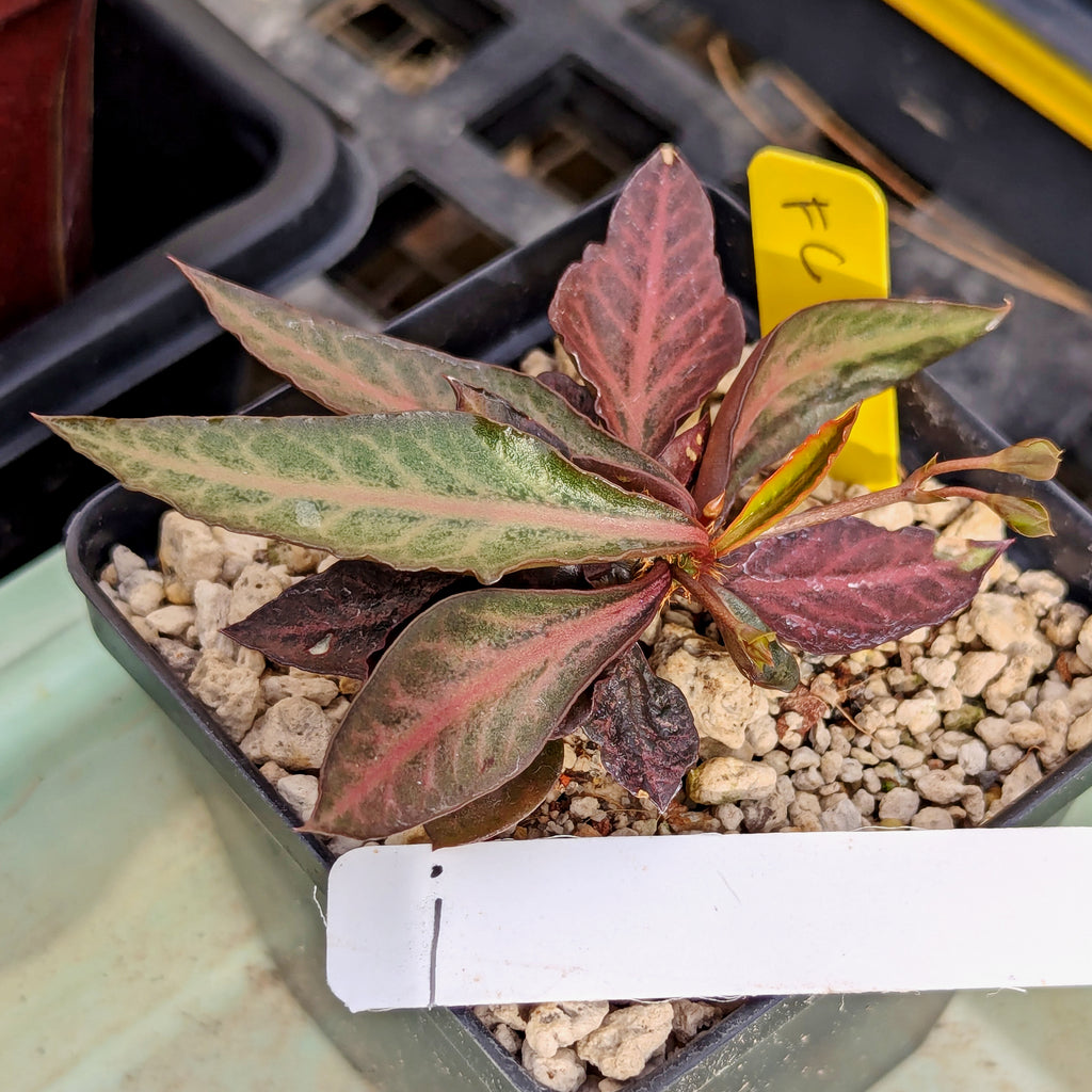 Euphorbia francoisii x cap-saintemariensis #i