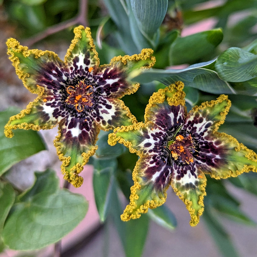 Ferraria crispa bulbs - at least 2 bulbs