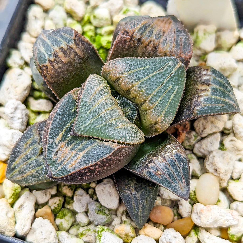 Haworthia hybrid series PP175 #gg SOLD OUT
