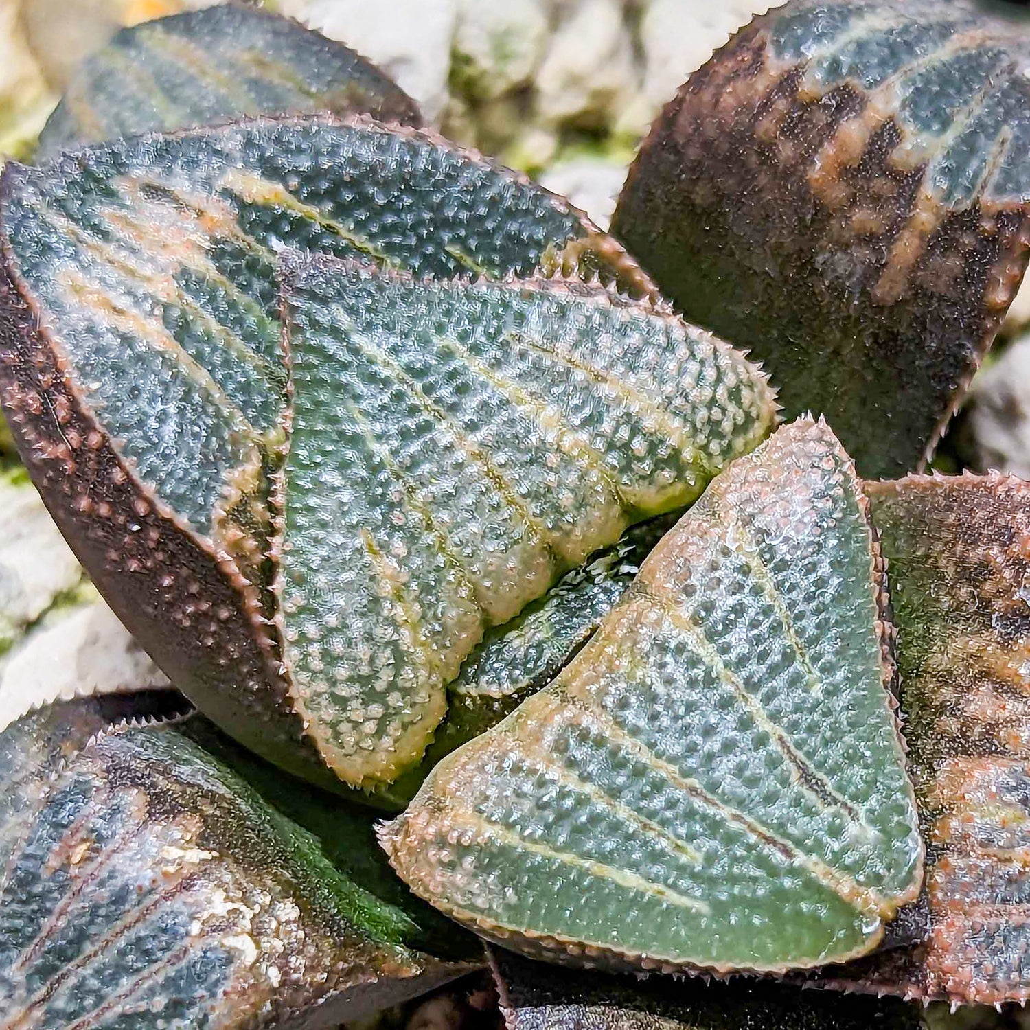 Haworthia hybrid series PP175 #gg SOLD OUT