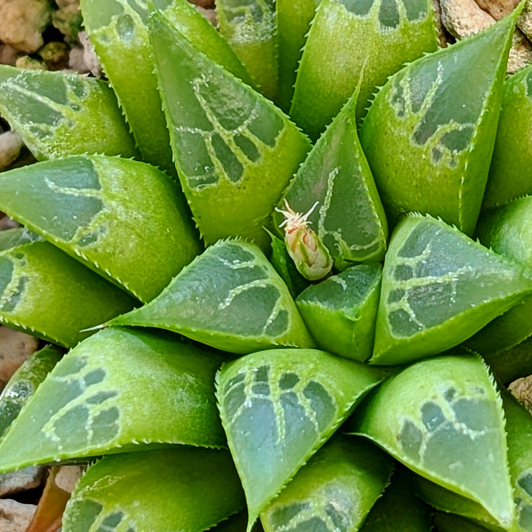 Haworthia  hybrid series PP122