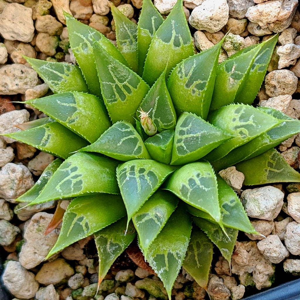 Haworthia  hybrid series PP122
