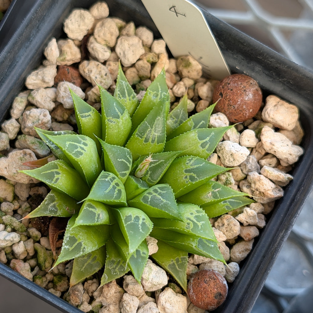 Haworthia  hybrid series PP122