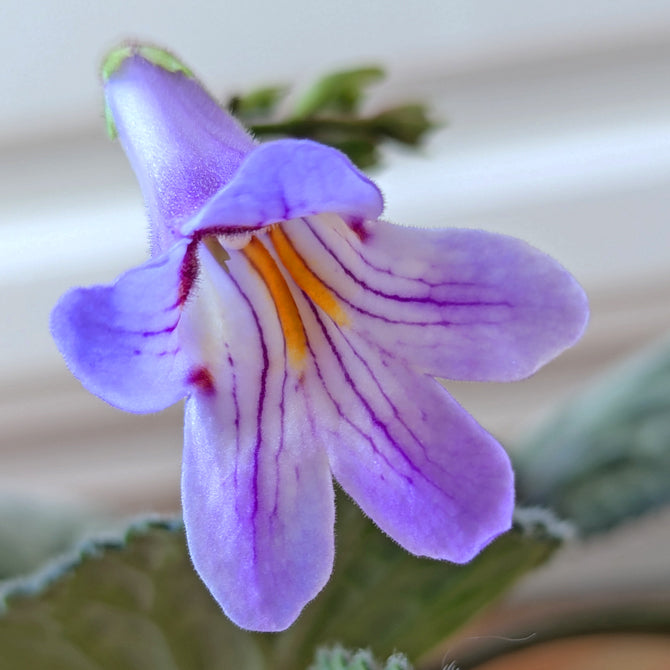 Primulina ‘Loki’ flowering sized plants in 5.5 inch pots