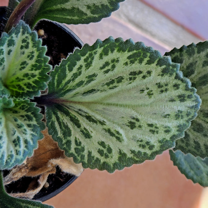 Primulina ‘Loki’ flowering sized plants in 5.5 inch pots
