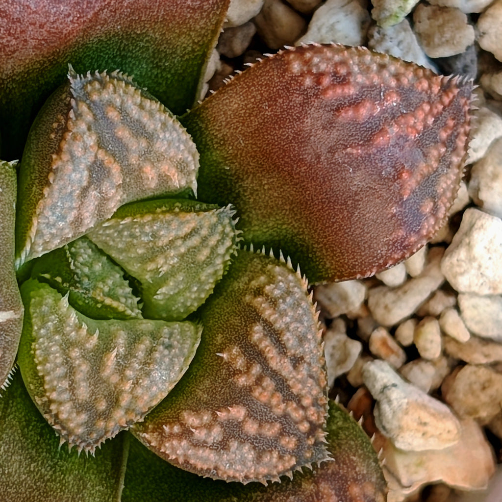Haworthia PP636 hybrid series #5