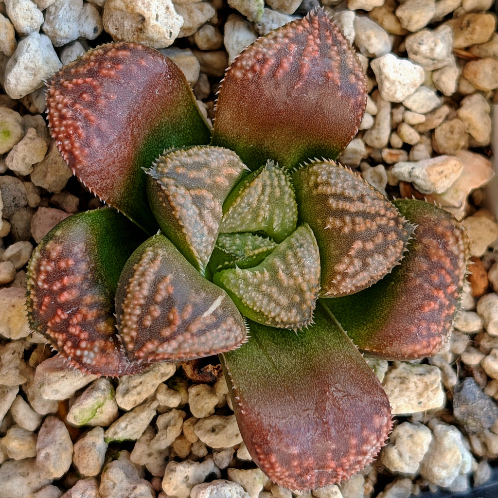 Haworthia PP636 hybrid series #5