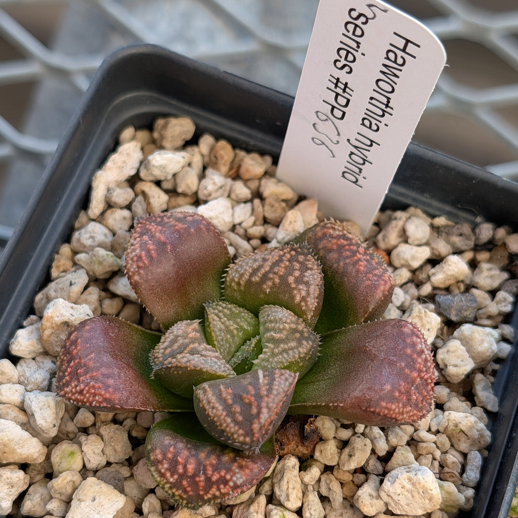 Haworthia PP636 hybrid series #5