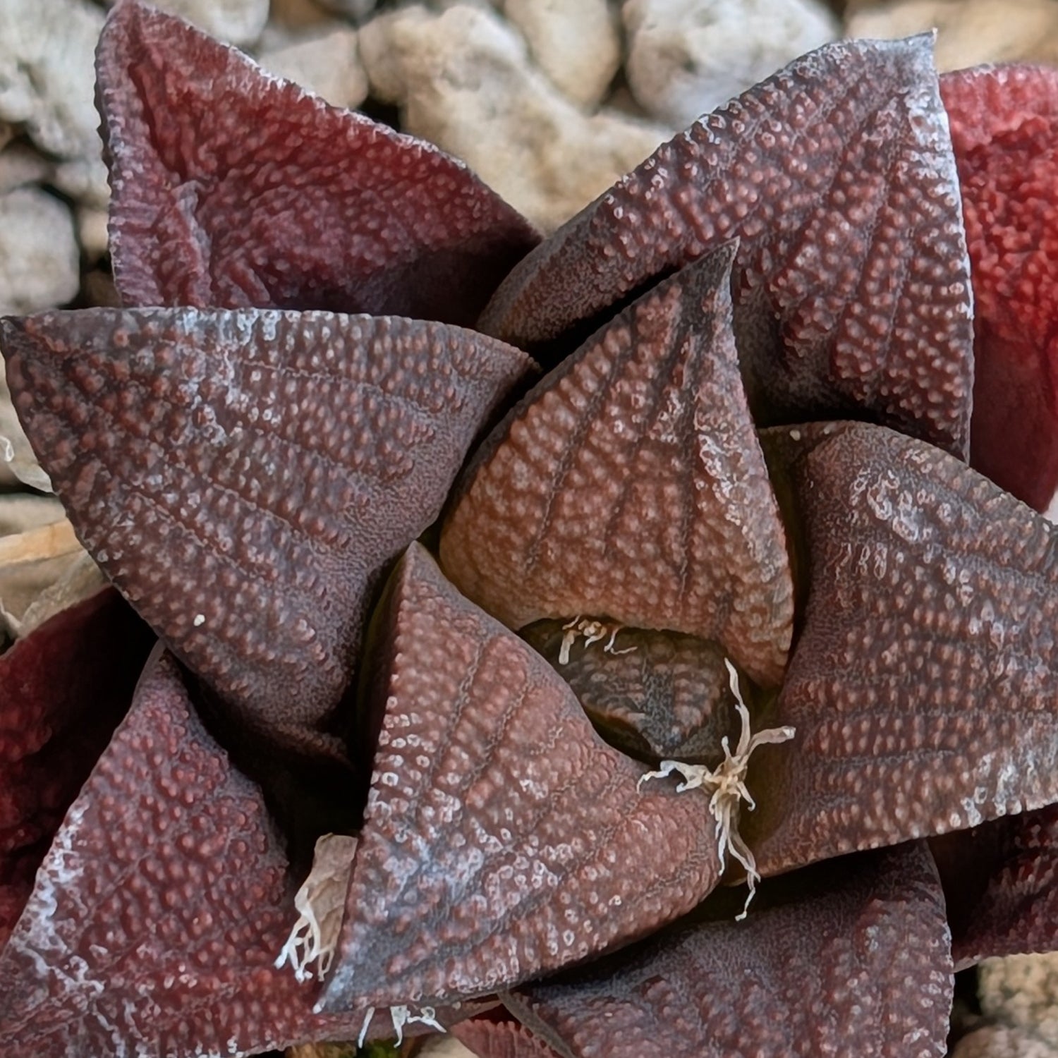 Haworthia hybrid series PP518 #2