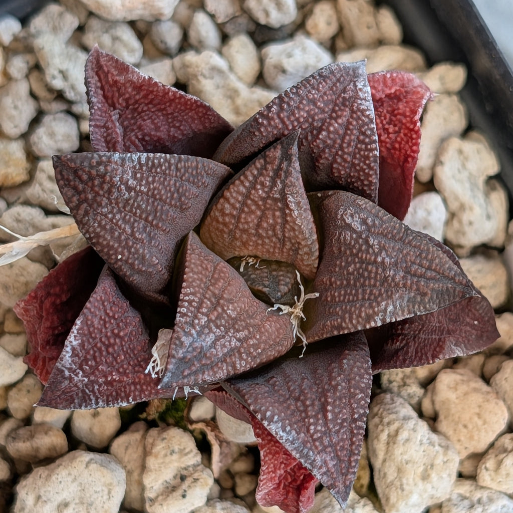 Haworthia hybrid series PP518 #2