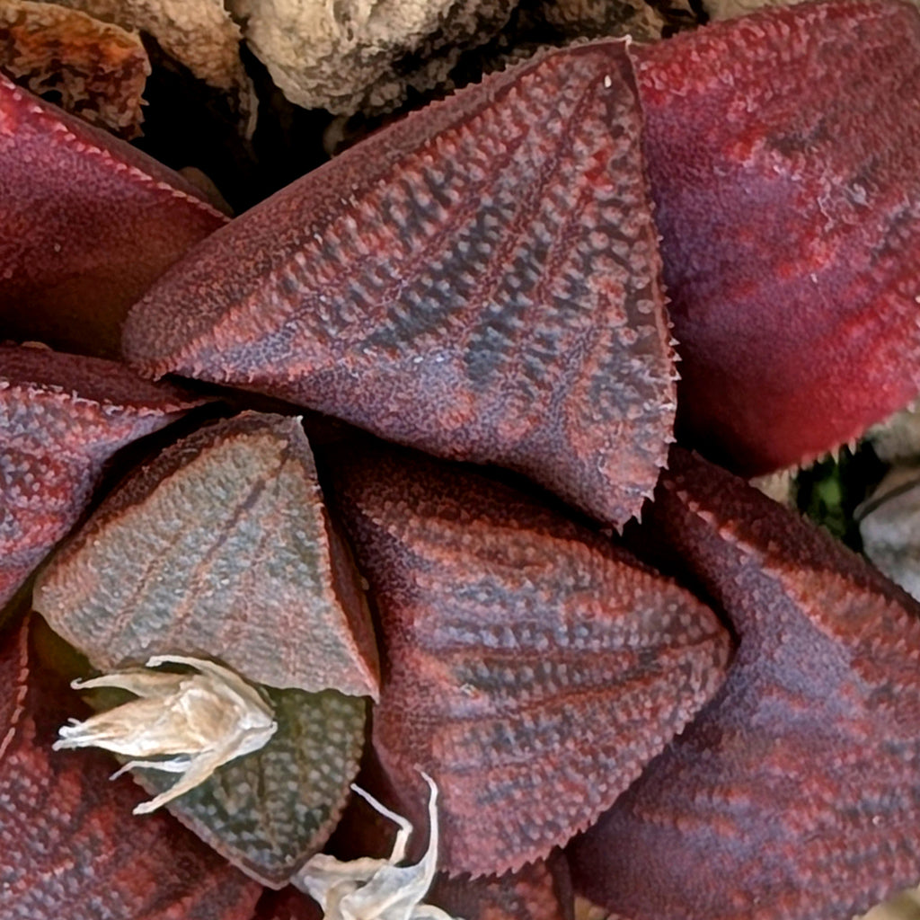 Haworthia hybrid series PP175 #9
