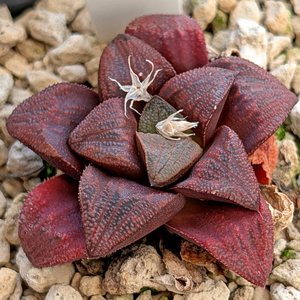 Haworthia hybrid series PP175 #9