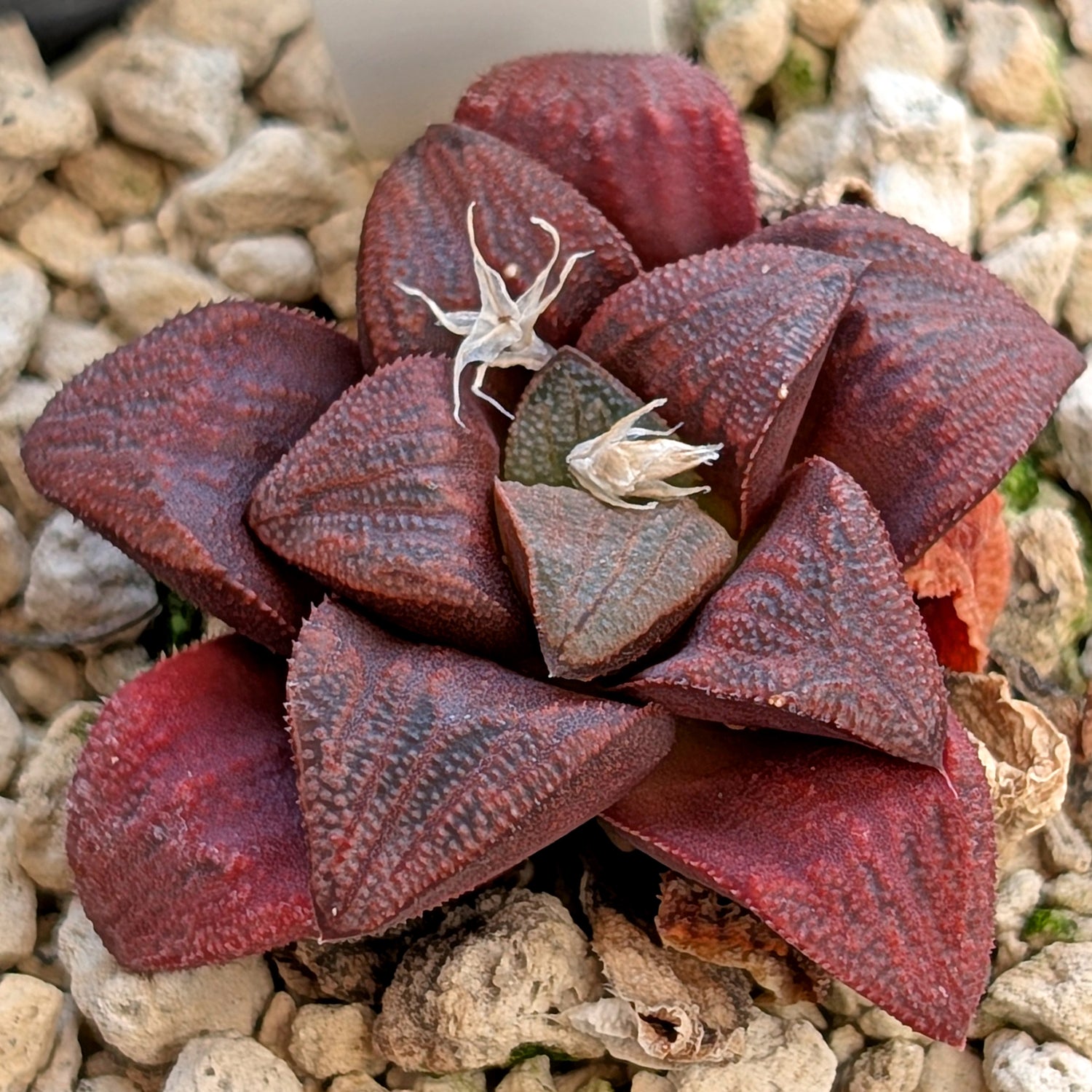 Haworthia hybrid series PP175 #9