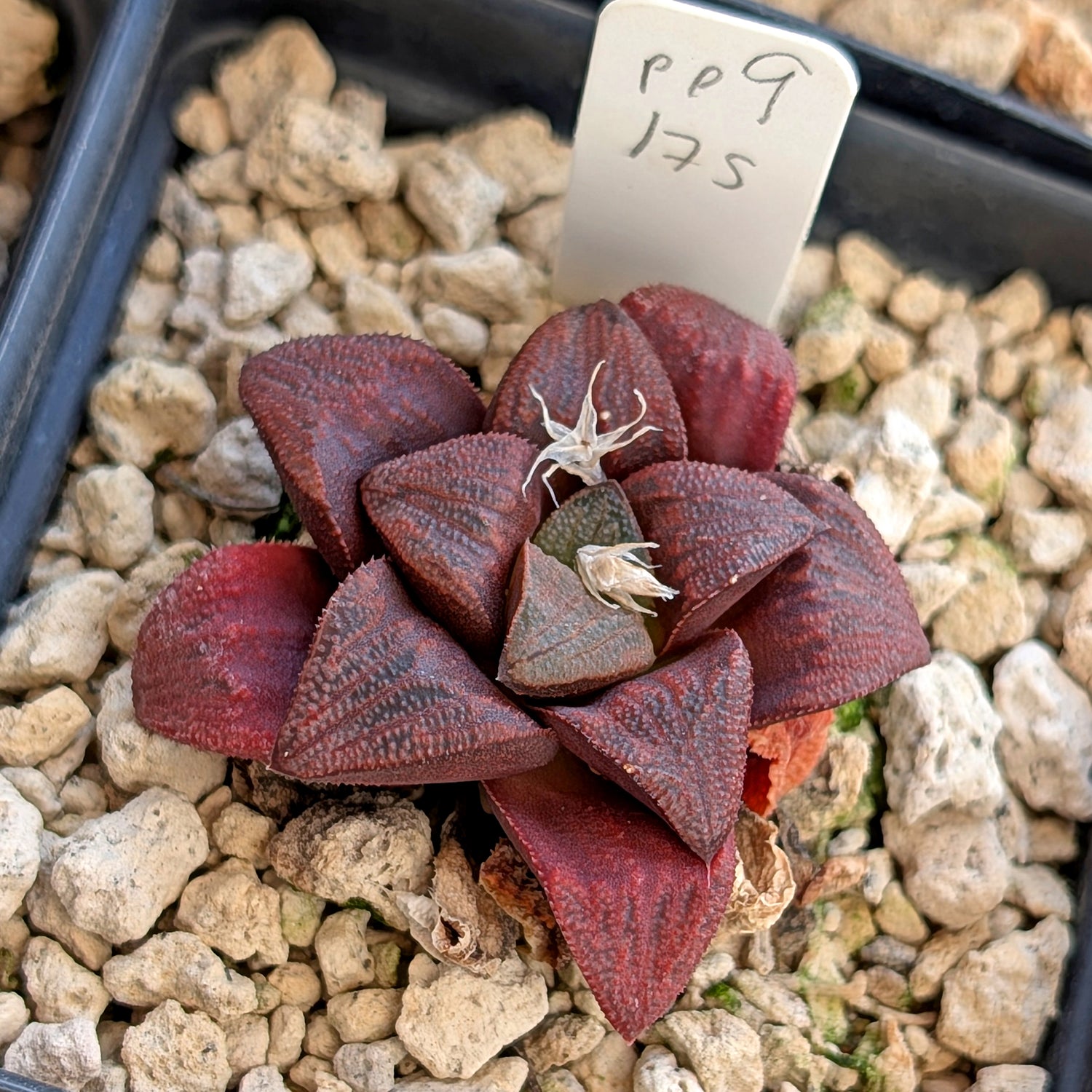 Haworthia hybrid series PP175 #9