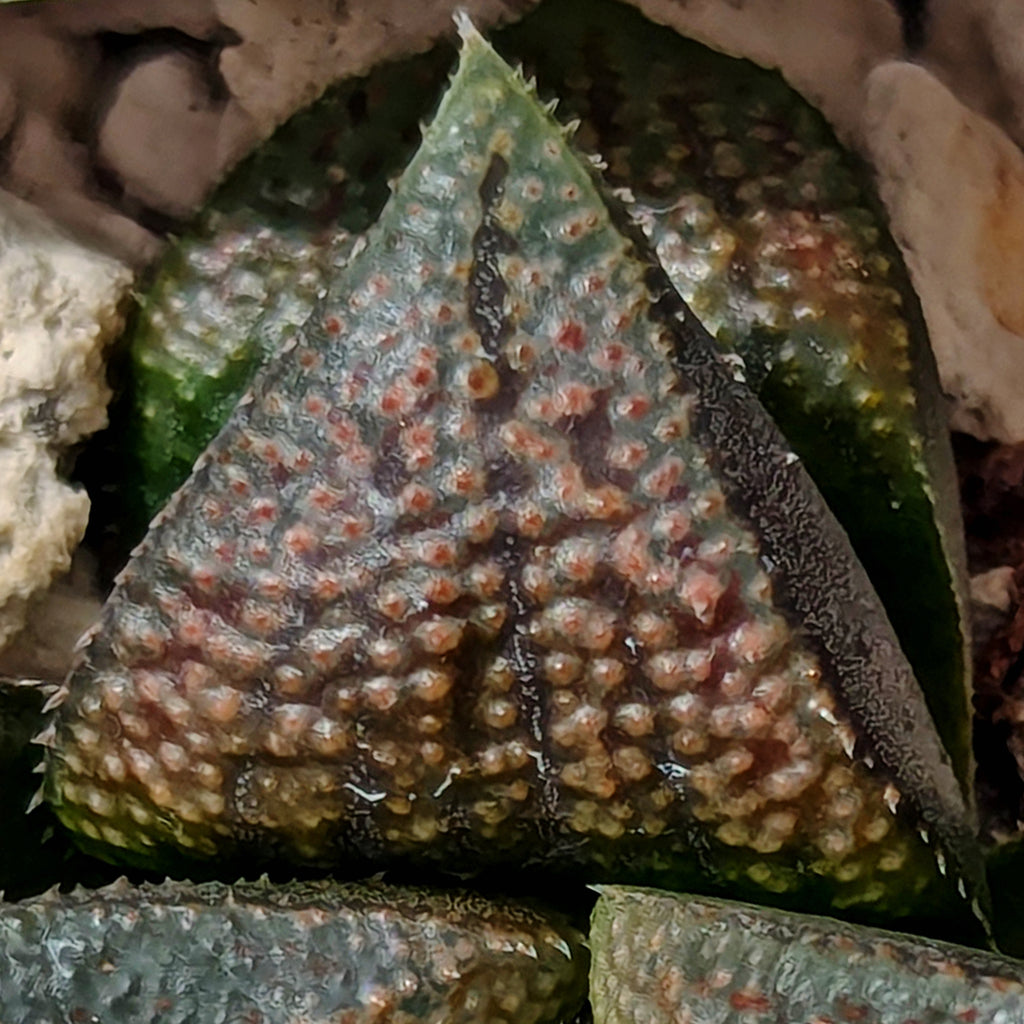 Haworthia PP165 hybrid series #kk