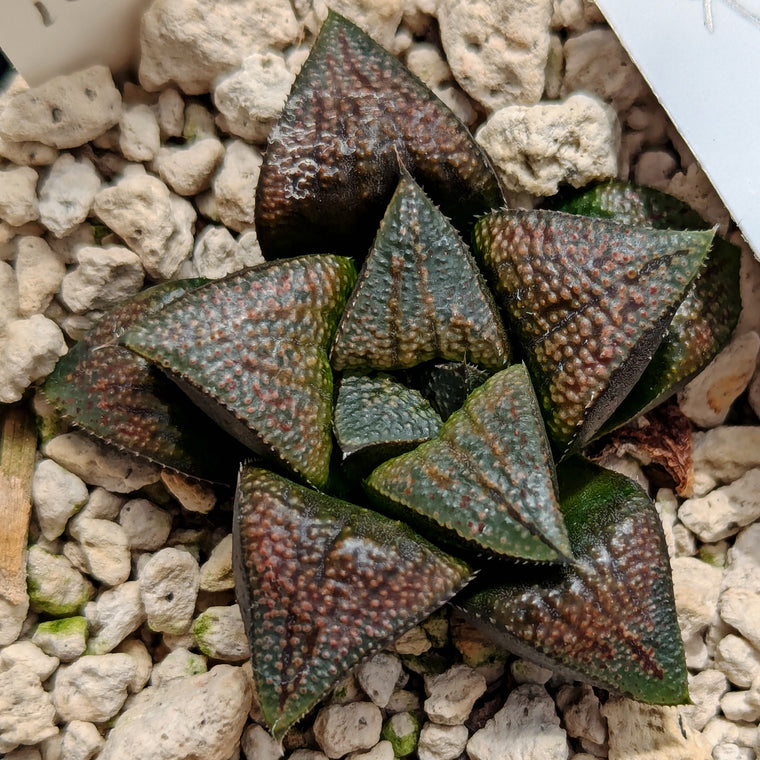 Haworthia PP165 hybrid series #kk