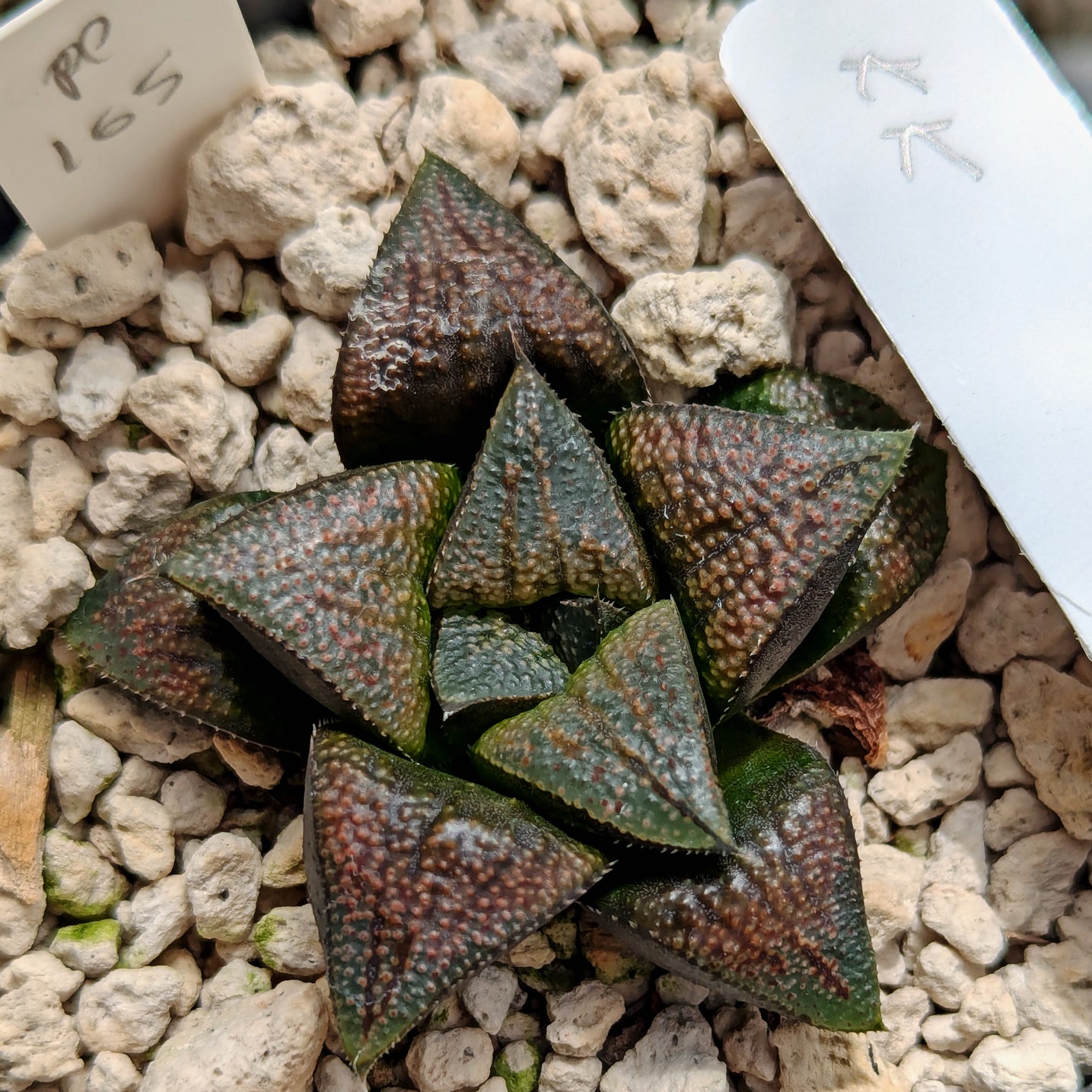 Haworthia PP165 hybrid series #kk