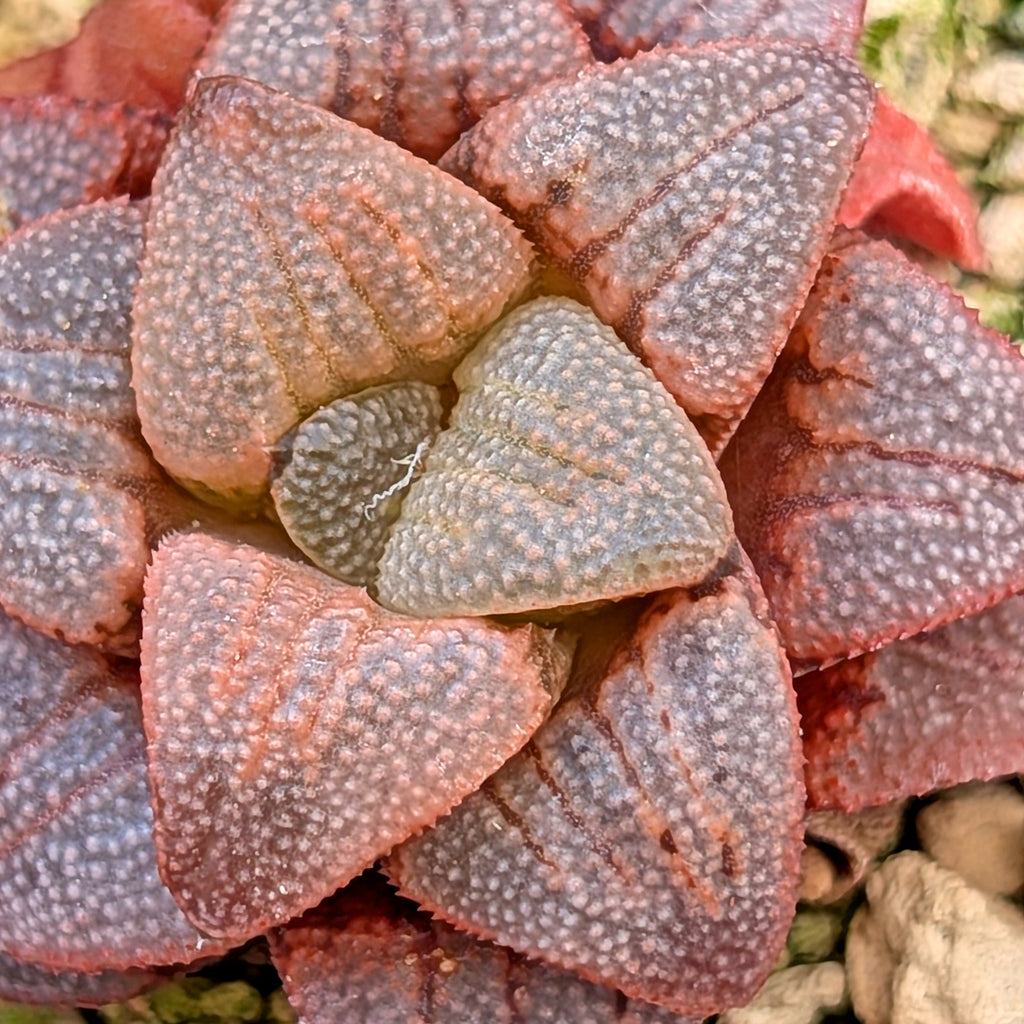 Haworthia hybrid series PP175 #47