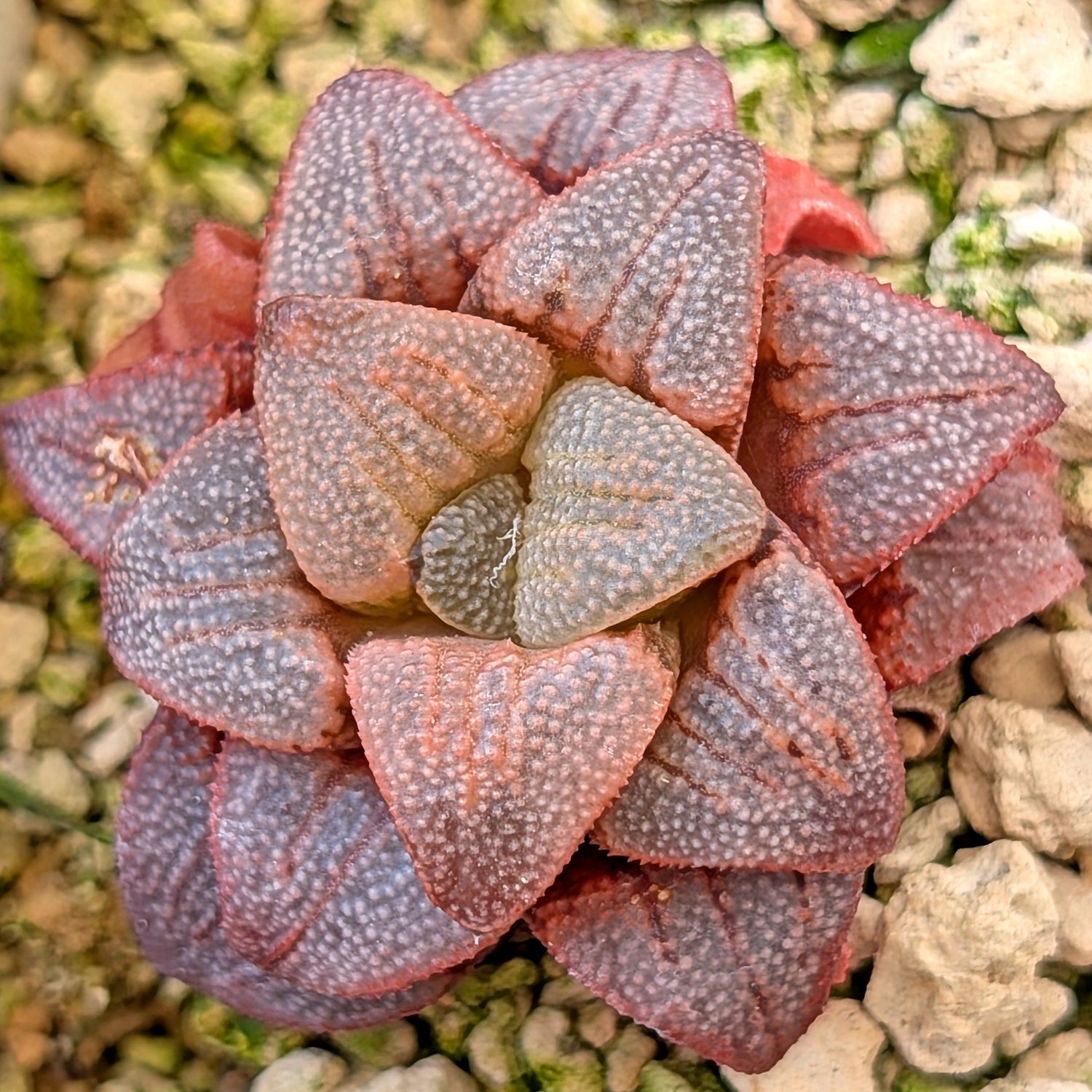 Haworthia hybrid series PP175 #47