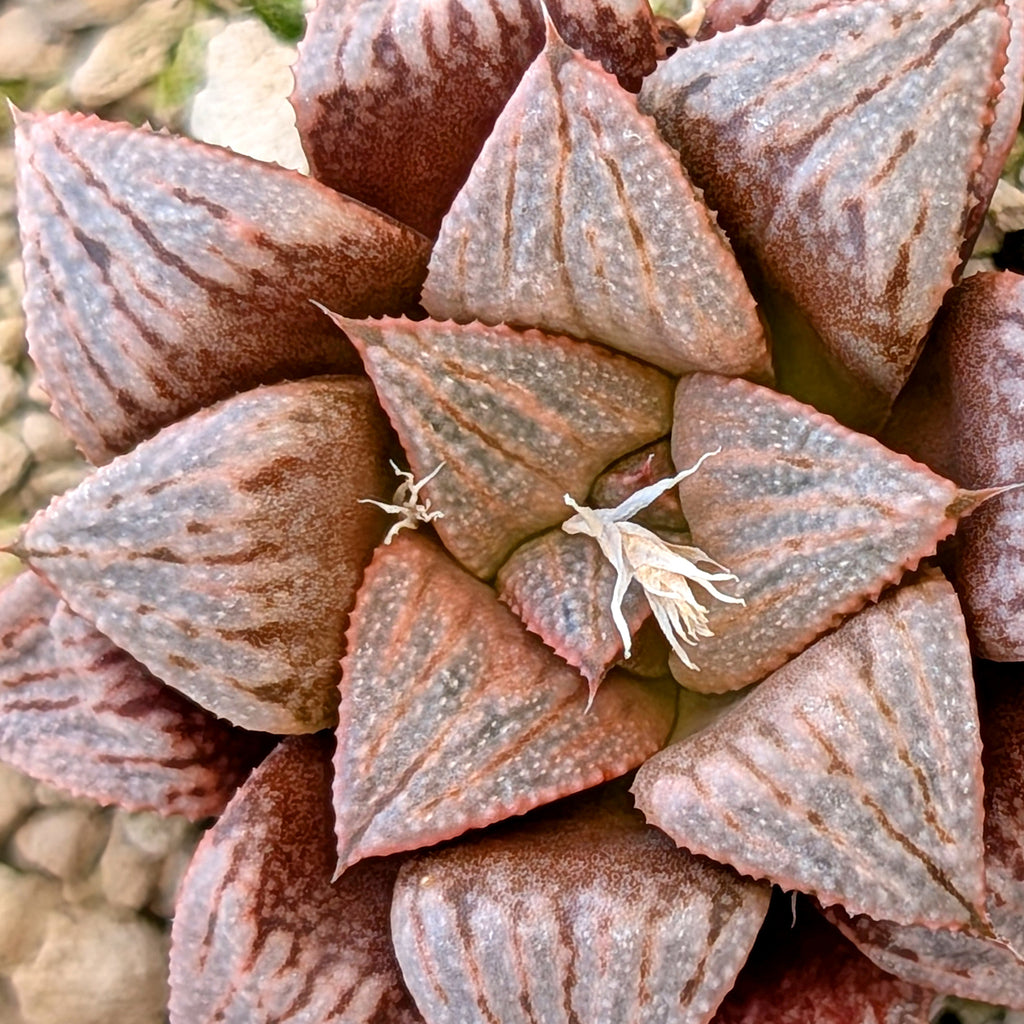 Haworthia hybrid series PP189 #21