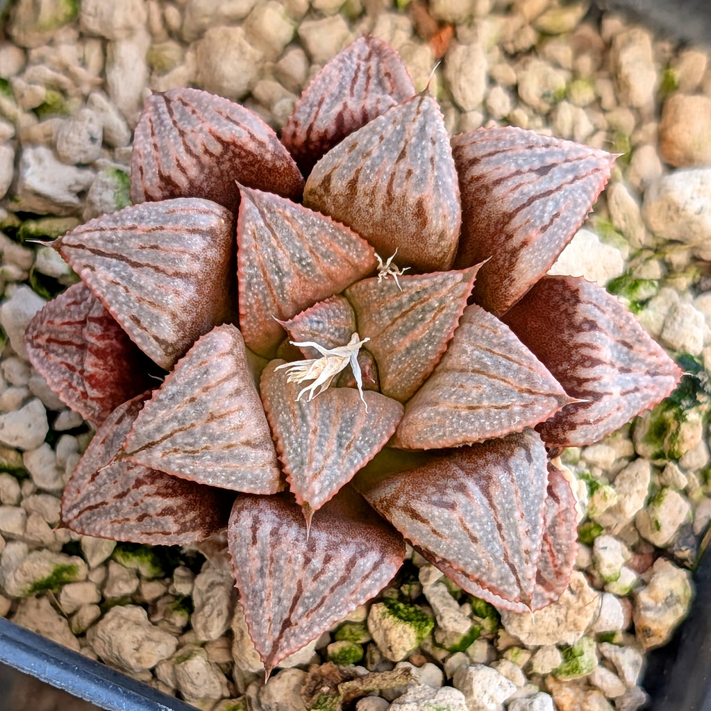 Haworthia hybrid series PP189 #21