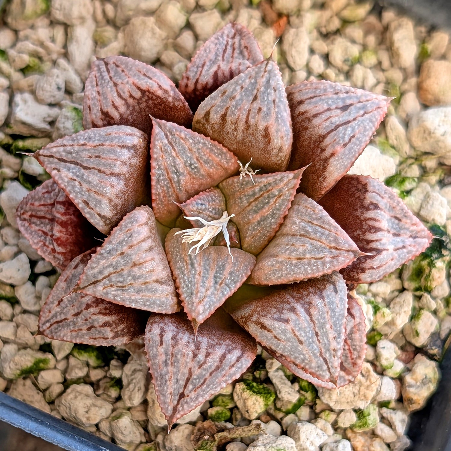 Haworthia hybrid series PP189 #21