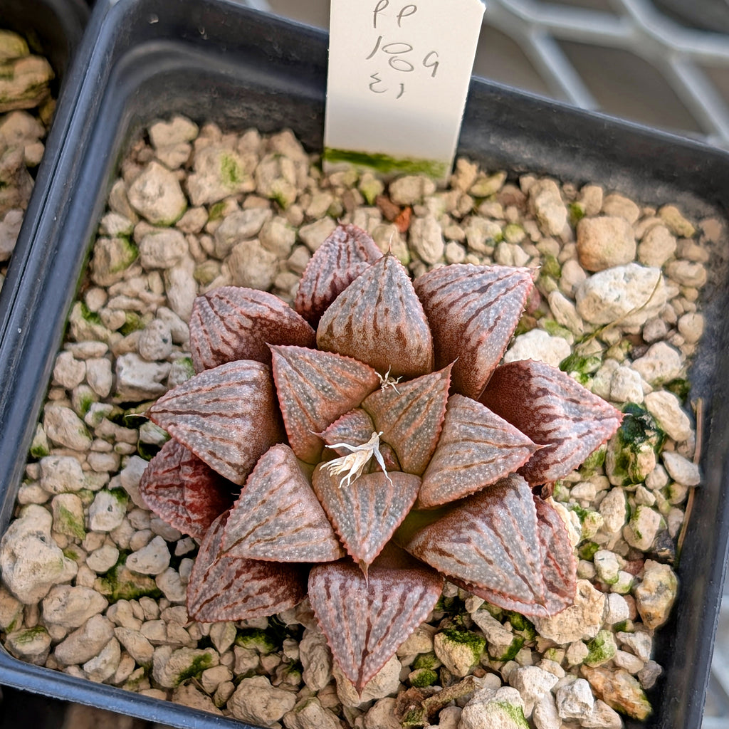 Haworthia hybrid series PP189 #21