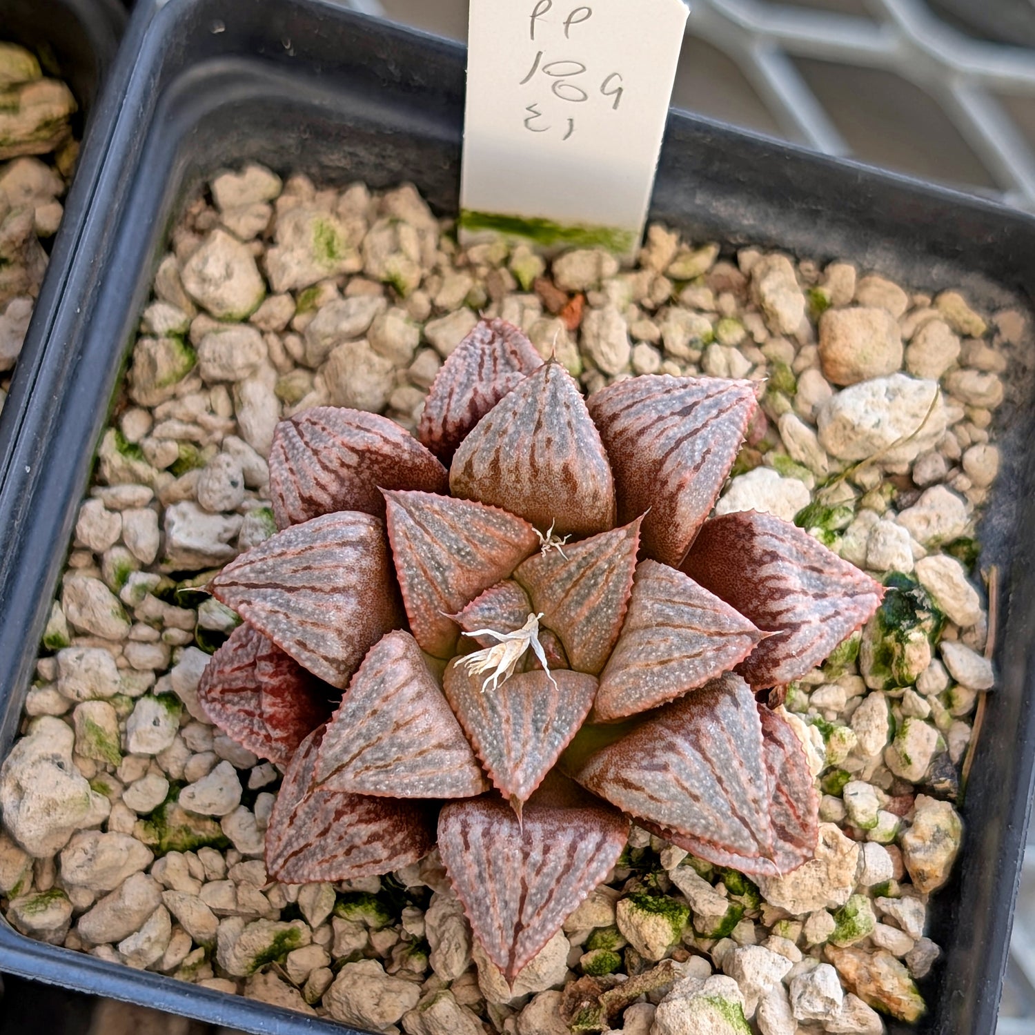 Haworthia hybrid series PP189 #21